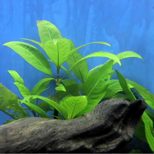 Plantas de bajos...