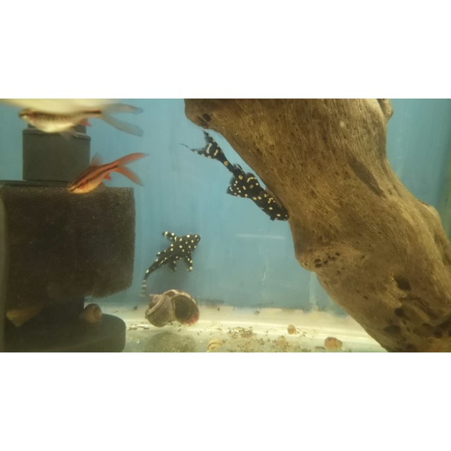 Plecostomus Adonis