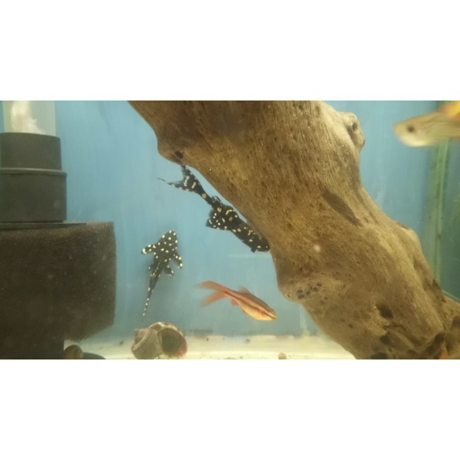 Plecostomus Adonis