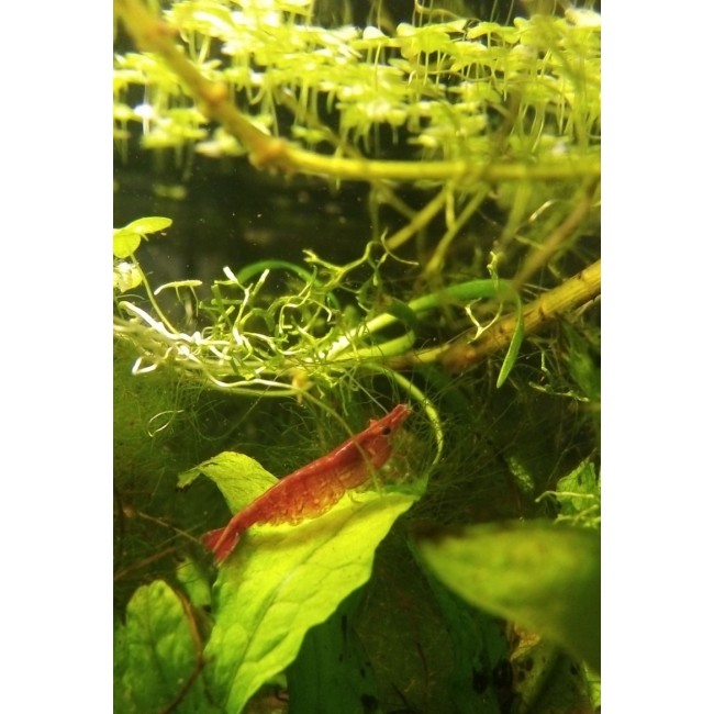 Camaron Sakura Red