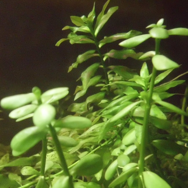 Planta Bacopa Caroliana