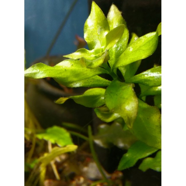 Ludwigia palustris red...
