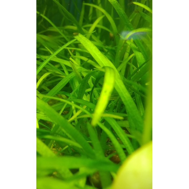 Planta Sagitaria rastrera