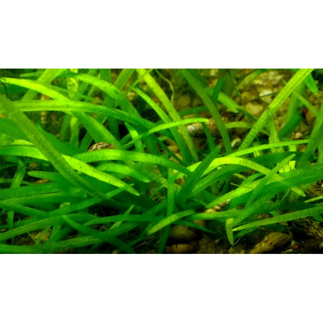 Planta Sagitaria rastrera