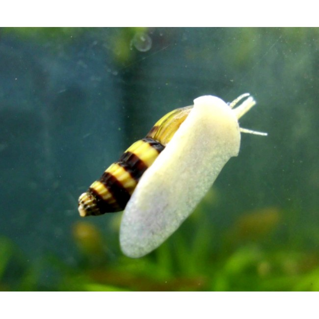 Caracol Helena