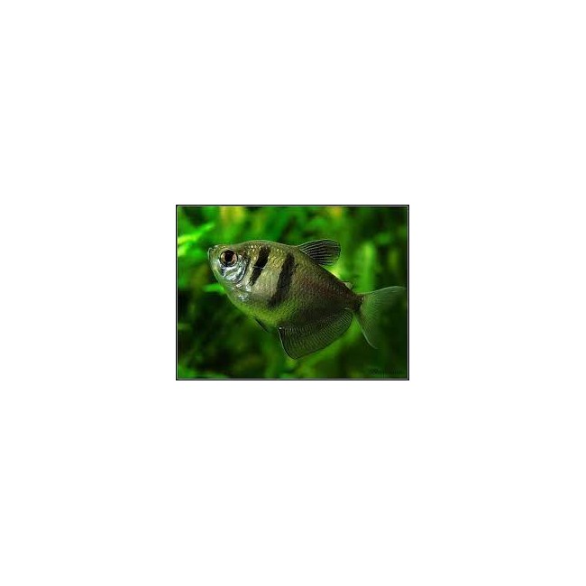 Tetra viuda Negra
