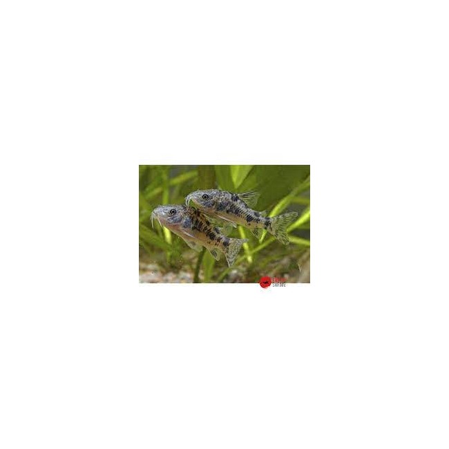 Pez Corydora Paleatus