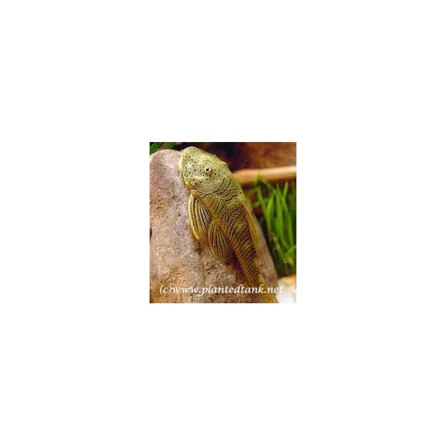 plecostomus buldog