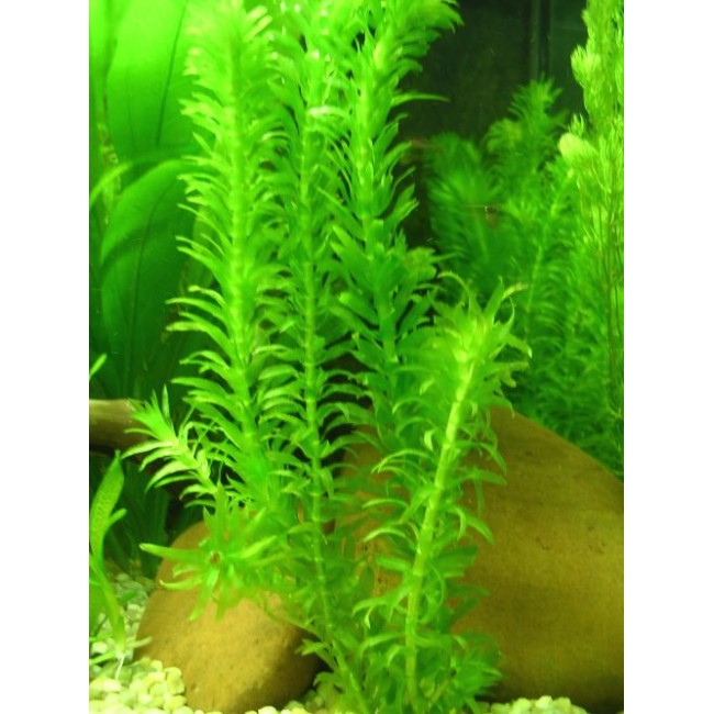 Planta Elodea