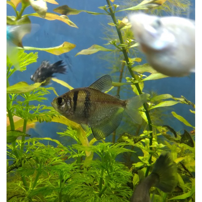 Tetra viuda Negra