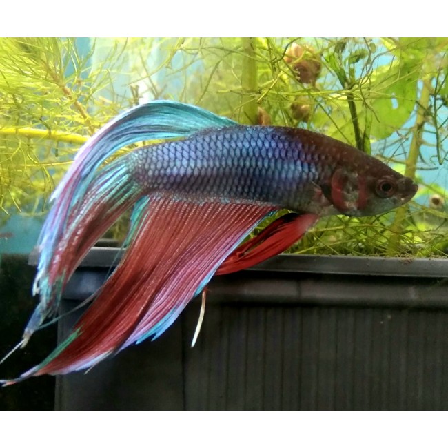 Pez Betta Splendens