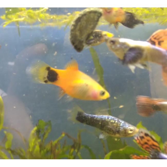 Pez Platy variedades