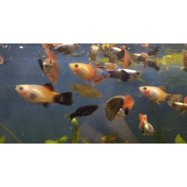 Pez Platy variedades
