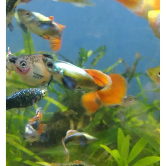 Pez Guppie macho orejon