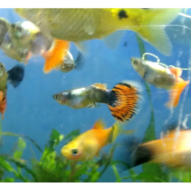 Pez Guppie macho orejon