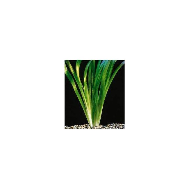 Planta vallisnaria gigante