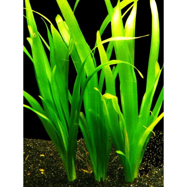 Planta vallisnaria gigante