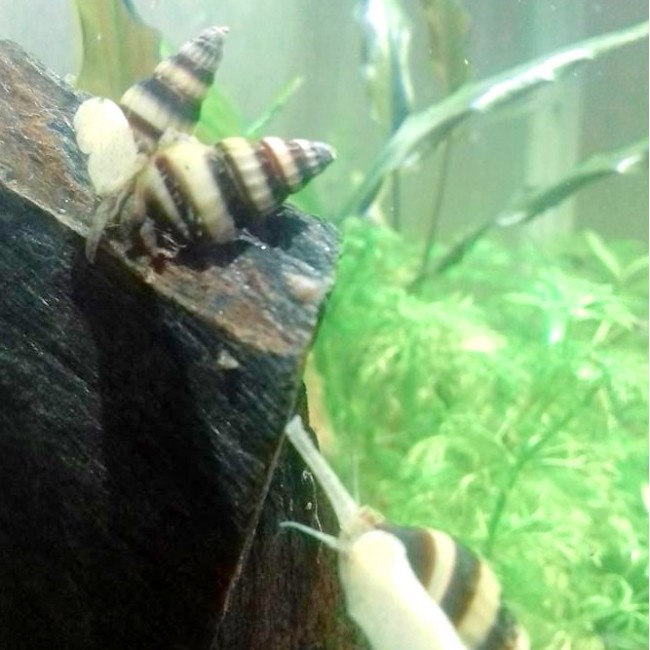 Caracol Helena