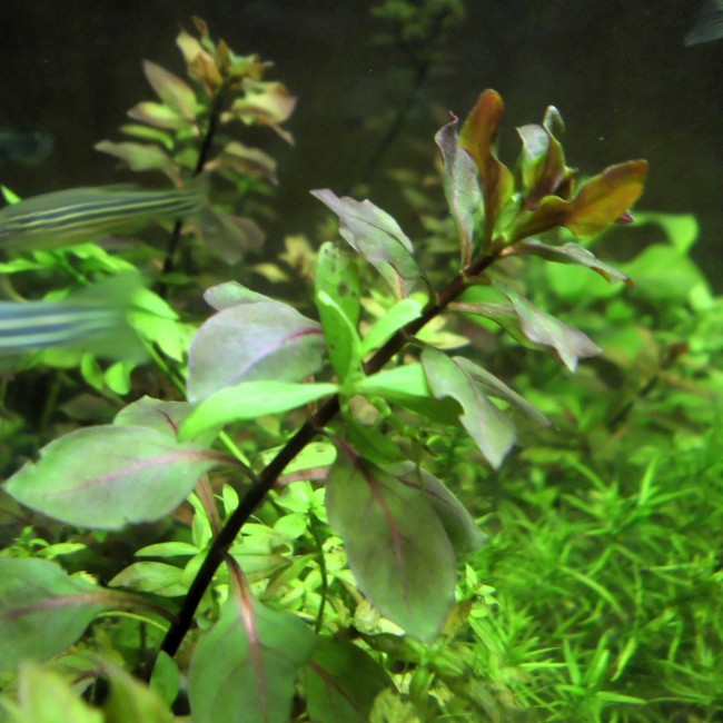Plantas de bajos...
