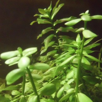 PLantas de estanques