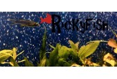 Tienda RickyFish