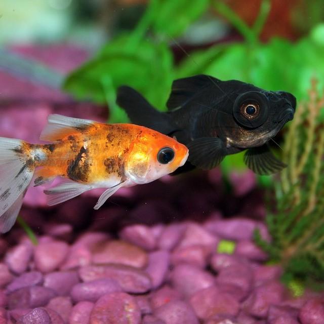 Sección LOS PECES MÁS DISTRIBUIDOS