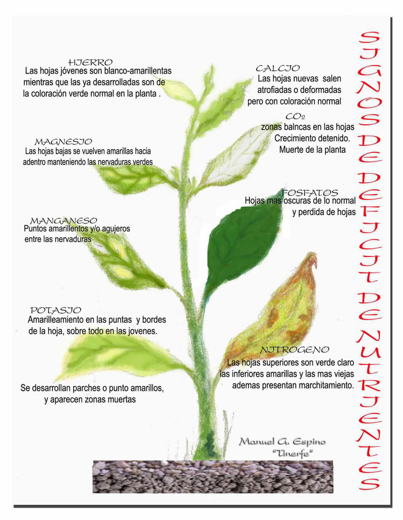 Cuidado de plantas