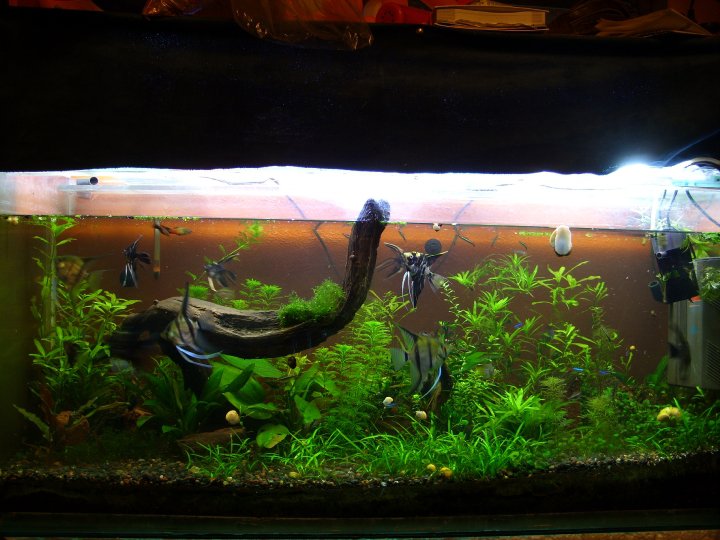 Plantas en Chile