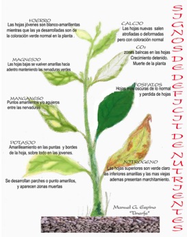 Cuidado de plantas