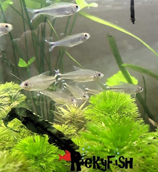 Peces
